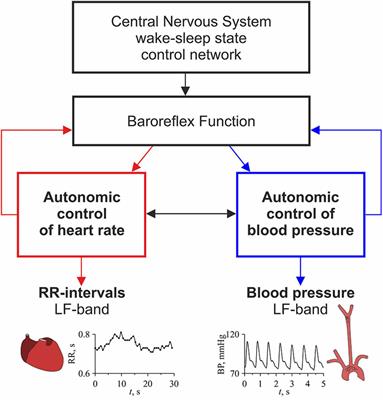 Synchronization of the Processes of Autonomic Control of Blood Circulation in Humans Is Different in the Awake State and in Sleep Stages